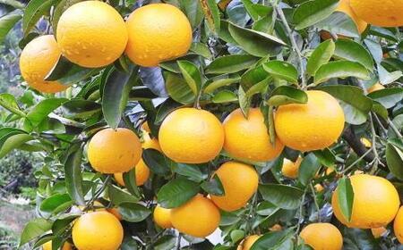 ［産直］和歌山由良町産の木成り熟成八朔訳ありご家庭用約10kg（サイズ混合）★2026年3月中旬頃より順次発送［TM134］