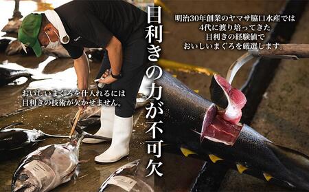 【訳あり】丼にぴったり！那智勝浦町水揚げびんちょうマグロのぶつ切り（2パック）【不揃い】（計600g）