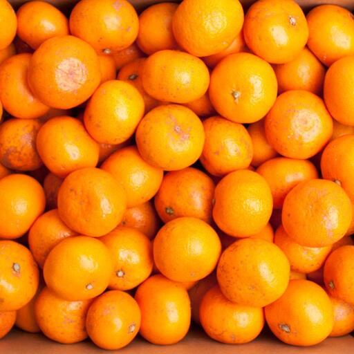 ［先行予約］家庭用 小さな有田みかん10kg+250g（傷み補償分）［2026年10月初旬から2027年1月末日頃順次発送予定］［IKE223］