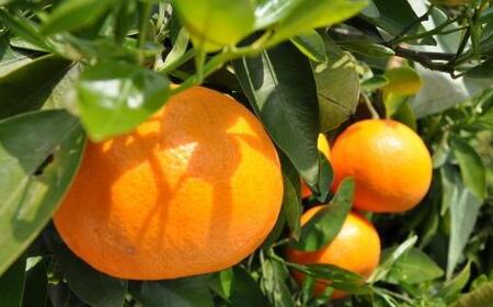 和歌山県産セミノールオレンジ約5kg(サイズ混合　秀品)★2025年4月頃より順次発送【TM146】