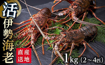 活 伊勢海老 1kg（2～4匹）南紀黒潮イセエビ 年末年始 お正月 お届け可【着日指定必須】｜期間限定 漁師直送 海鮮 海老 とれたて 人気