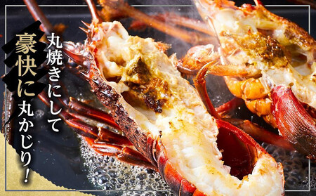 【12月末まで限定寄付額】【年内発送可】活 伊勢海老 1kg(2~4匹)伊勢海老