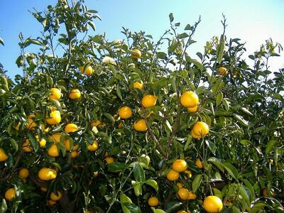 和歌山由良町産さつきはっさく 約10kg 秀品 サイズおまかせ (Ｌまたは２Ｌ) いずれかお届け ［SL41］