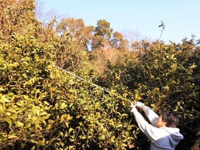 和歌山由良町産さつきはっさく 約10kg 秀品 サイズおまかせ (Ｌまたは２Ｌ) いずれかお届け ［SL41］