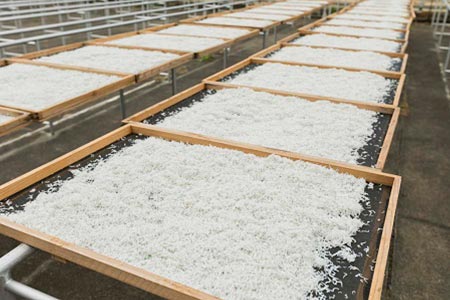 【セット】釜揚げしらす(200g×2) と ちりめん山椒(200g×2)【冷凍】無添加・無着色 しらす シラス 釜揚げ 小分け 冷凍 ちりめん【mar106】