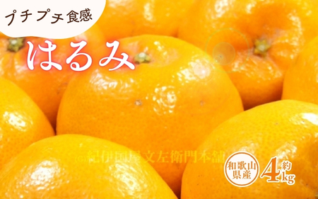 はるみ 約4kg/サイズおまかせ　※2026年1月下旬～2026年3月中旬頃に順次発送予定(お届け日指定不可)　紀伊国屋文左衛門本舗　【ntbt460B】