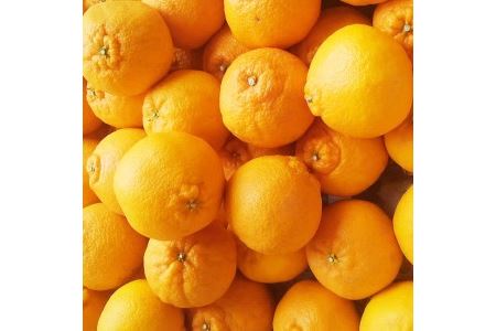 ＼光センサー選別／ 【農家直送】こだわりのデコポン不知火 約5kg 有機質肥料100%　※2025年2月中旬より順次発送予定（お届け日指定不可）【nuk111C】