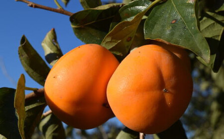 【秋の味覚】和歌山産のたねなし柿2L~4Lサイズ約4kg(化粧箱入り)【tec409A】