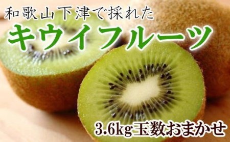 和歌山の下津で採れたキウイフルーツ約3.6kg（玉数おまかせ・秀品）※2025年1月上旬～3月上旬頃に発送【tec502】