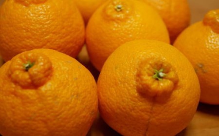 【濃厚】有田の不知火 約6.5kg ご家庭用向け（サイズ混合） ※2026年2月中旬～2026年3月中旬頃に順次発送予定（日付指定不可）【tec864A】