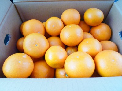 【予約】【ジューシー】清見オレンジ 5kg※2025年3月下旬〜2025年4月中旬頃に順次発送予定（お届け日指定不可）【uot710-2】