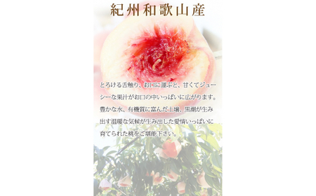 秀品 紀州和歌山産の桃 3玉 化粧箱入 ※2026年6月下旬頃〜2026年8月上旬頃順次発送(お届け日指定不可)【uot750】
