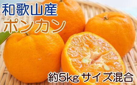 和歌山産ポンカン約5kg(サイズ混合・秀優品) ※2026年2月上旬~2026年3月上旬頃に順次発送予定【tec942A】