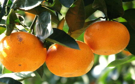 エコファーマーのこだわり有田みかん約10kg(サイズ混合) ※2025年11月中旬~2026年1月中旬頃順次発送(お届け日指定不可)【tec950B】