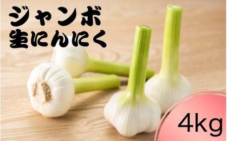 令和７年度産 秘境の地からお届けする あゆみファームのご家庭用新ジャンボ生にんにく 4kg【6月中旬～７月上旬から順次発送】/ にんにく ニンニク ジャンボにんにく 予約受付 ガーリック 和歌山【aym021】