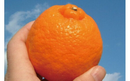 ポンカン 約5kg/サイズおまかせ ※2026年1月下旬~2026年2月下旬頃に順次発送予定(お届け日指定不可) 紀伊国屋文左衛門本舗 【kztb451B】