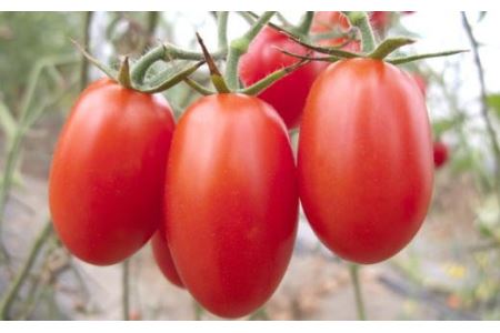 【1月出荷分】和歌山産ミニトマト「アイコトマト」約2kg（S・Mサイズおまかせ）【tec100-1】