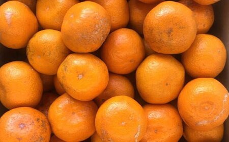 [訳あり規格]和歌山有田みかん10kg（S～Lサイズおまかせ） ※2025年11月中旬～2026年1月中旬頃順次発送予定（お届け日指定不可）【tec830A】