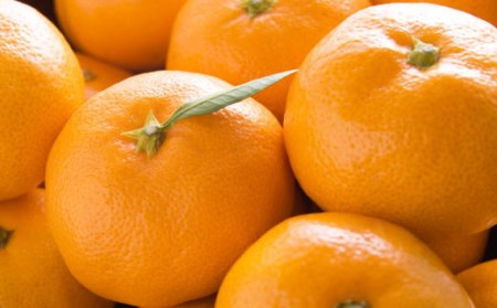 【産直・秀品】和歌山下津みかん　9kg(2Lサイズ) ※2025年11月中旬～2026年1月中旬頃に順次発送(お届け日指定不可)【tec869A】