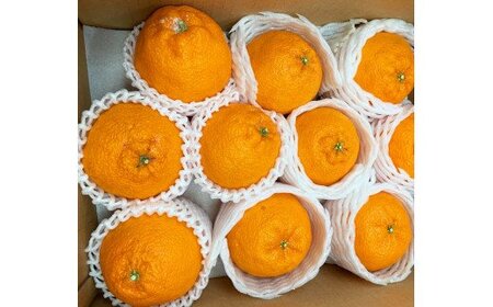 果肉プリプリ♪　完熟紀州デコ(不知火) 約3kg ＜2026年2月下旬頃〜2026年3月中旬頃発送＞ / 不知火 しらぬい デコポン みかん 柑橘 フルーツ 果物 和歌山県産 古座川町【uot706A】