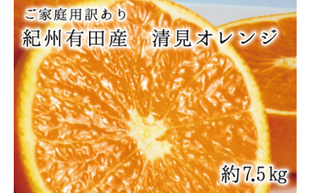 【ご家庭用訳アリ】紀州有田産清見オレンジ7.5kg サイズお任せ ※2025年3月下旬～2025年4月中旬頃に順次発送予定(お届け日指定不可) 【uot730】【uot730】