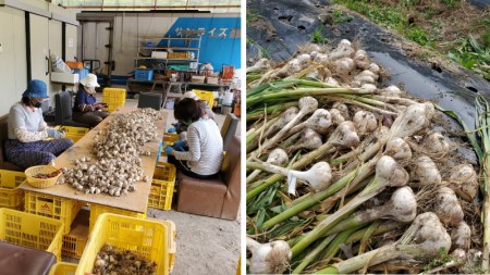 熟成黒にんにく 600g (200g×3袋） 甘くまろやかでおいしい黒ニンニク【mnr101】