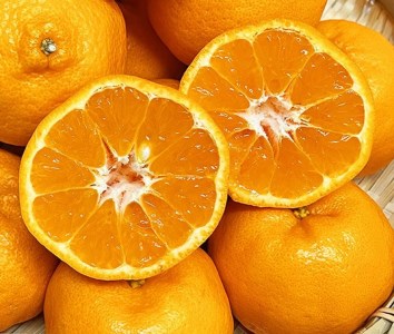 【3か月定期便】人気の柑橘を集めた！みかんの定期便【tkb111】