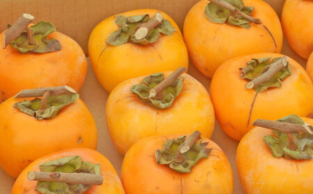 甘さが違う!とっても甘くなる生渋柿(平たねなし柿)吊るし柿用 T字枝or吊るしクリップ付約4.5~5kg 約24~30個<2026年10月中旬~順次発送>-Ted【art016B】