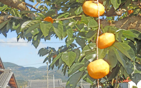 甘さが違う!とっても甘くなる生渋柿(平たねなし柿)吊るし柿用 T字枝or吊るしクリップ付約4.5~5kg 約24~30個<2026年10月中旬~順次発送>-Ted【art016B】