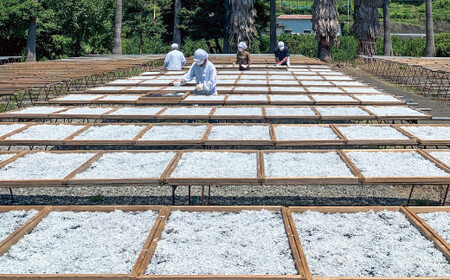 特選　釜揚げしらす800ｇ【mef001-1A】