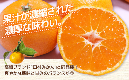 【手選別】 有田みかん 5kg 2L～３L 大玉みかん 【hdm001-1A】