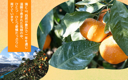 【手選別】 有田みかん 5kg 2L～３L 大玉みかん 【hdm001-1A】