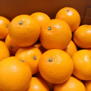 ＼ みかんの名産地 和歌山県産／ 農家直送 完熟清見オレンジ 5kg (M～２Lサイズおまかせ) ひとつひとつ手選別で厳選【2026年3月中旬～4月下旬ごろに順次発送予定】【hdm003A】