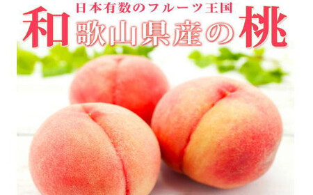 紀州和歌山産の桃　１５玉　化粧箱入	※2026年6月下旬頃〜2026年8月上旬頃順次発送（お届け日指定不可）【uot780A】