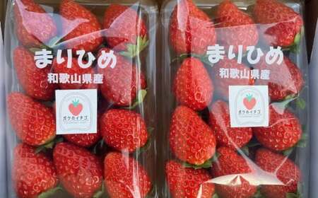 和歌山県産ブランドいちご「まりひめ」大粒系約300g×2パック入り ※2025年12月中旬~2026年2月下旬頃順次発送予定(お届け日指定不可)【tec963A】