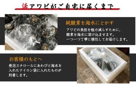 アワビ あわび 極上！ 紀州蝦夷鮑 ×19～20個 五つ星旅館にも出荷される極上アワビ ＜日付指定OK＞/ アワビ あわび 鮑 活きアワビ 魚介 魚介類 紀州アワビ 人気 海産物 ステーキ バターソテー 刺身 刺し身 海鮮 【riz120】