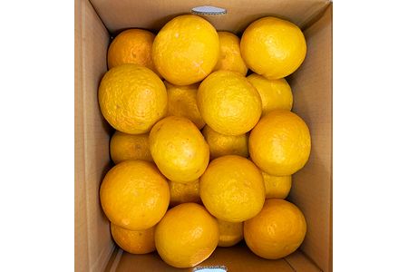 紀州有田産 初夏の柑橘 甘夏みかん 7kg 予約 22年5月中旬 5月下旬頃に発送予定 お届け日指定不可 Uot502 和歌山県北山村 ふるさと納税サイト ふるなび