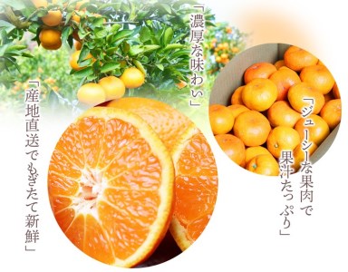 高級ブランド田村みかん 10kg【予約】※2026年11月下旬~2027年1月下旬頃に順次発送予定(お届け日指定不可)【uot505A】