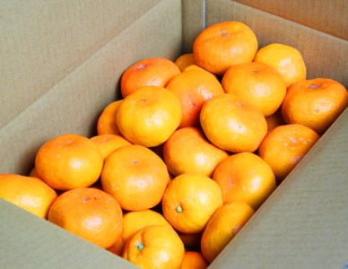 完熟有田みかん　10kg　【来シーズン先行予約】※2026年11月下旬～2027年1月下旬頃に順次発送予定(お届け日指定不可)【uot705】