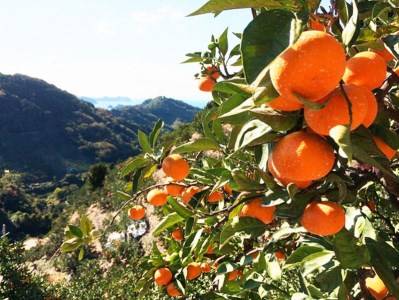 【先行予約受付　訳あり】田村みかん　10kg【2026年11月下旬～2027年1月下旬頃に順次発送】【uot717】