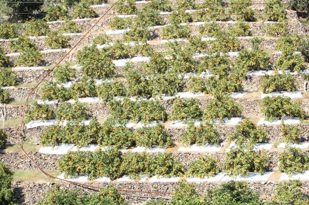 【先行予約受付　訳あり】田村みかん　10kg【2026年11月下旬～2027年1月下旬頃に順次発送】【uot717】