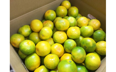 【先行予約】紀州和歌山有田産ゆら早生みかん 5kg　※2026年10月下旬頃〜11月上旬頃に順次発送（お届け日指定不可）【uot721】