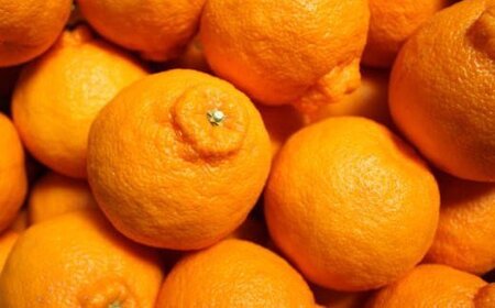 【お味濃厚】紀州有田産の大玉デコポン約5kg(12玉~18玉入り・青秀以上) ※2026年1月中旬~2026年3月中旬頃順次発送【tec811B】