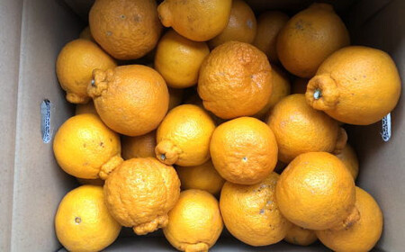 【濃厚】有田の不知火約6.5kgご家庭用向け（サイズ混合） ※2026年2月中旬～2026年3月中旬頃に順次発送予定【tec864A】