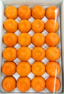 赤秀品　紀州和歌山ハウスみかん2.5kg【予約】※2026年6月下旬頃～7月下旬頃に順次発送予定(お届け日指定不可)【uot735A】