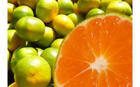 【ご家庭用】ゆら早生みかん 約2kg みかん【nuk143E】