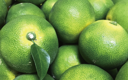 【先行予約】【2026年9月中旬～10月上旬頃に順次発送予定】【初秋の美味】【農家直送】特選!青切り有田みかん　5kg+200g(傷み補償分)　【ard044D】