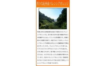 秀品　希少な国産バレンシアオレンジ　2.5kg　※2025年6月下旬頃～7月上旬頃順次発送（お届け日指定不可）【uot752】