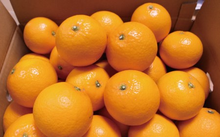 \ みかんの名産地 和歌山県産/ 農家直送 完熟清見オレンジ 5kg (M~2Lサイズおまかせ) ひとつひとつ手選別で厳選【2026年3月中旬~4月下旬ごろに順次発送予定】【hdm003A】