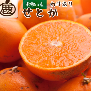 ＜先行予約＞家庭用せとか1.5kg+45g（傷み補償分）【柑橘・春みかんの王様】【光センサー選果・食べ頃出荷】【2024年2月中旬より発送】【ikd126】